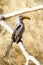 African Hornbill bird sitting on a tree branch in a South Africa