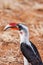 African Hornbill found in South Africa