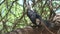 African Hornbill perched in a tree