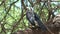 African Hornbill perched in a tree