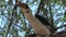 African Hornbill perched in a tree