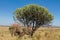 African huge cactus in savanna bush