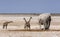 African huge elephants and giraffes in the National Park. African safari. Banner format