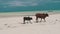 African Humpback Cow with Calf Walks on Tropical Sandy Beach by Ocean, Zanzibar