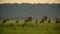 the African hunting dog hunting a newborn calf wildebeest in an African savannah