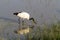 African ibis in small pond. NgoroNgoro, Tanzania