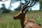 African Impala antelope