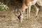 AFRICAN IMPALA EATING