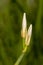 African Iris Bud in Green Leaves, California