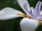 African Iris, Dietes grandiflora