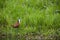 African jacana