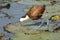 African Jacana