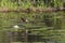 African , Jacana