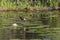 African , Jacana