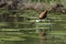 African Jacana