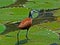 African Jacana 2