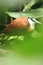 African jacana