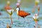 African jacana, Actophilornis africana, colorful african wader with long toes next to violet water lily in shallow water of season