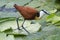 African jacana Actophilornis africanus closeup walking on water lily pads
