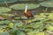 African jacana, Actophilornis africanus, at Lake Panic