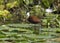 African Jacana, Actophilornis africanus, Lelie-loper