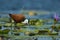 African Jacana, Actophilornis africanus, Lelie-loper