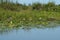 African Jacana, Actophilornis africanus, Lelie-loper