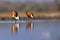 The African jacana Actophilornis africanus in the shallow lagoon. A pair of Jacana stand in shallow water