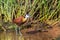 African-Jacana Bird Reeds Waters