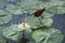 African jacana in Kruger National park, South Africa