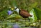 African Jacana, Lelie-loper, Actophilornis africanus