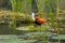 African Jacana or Lily-Trotter