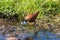 African Jacana on the swamp. Amboseli, Kenya.