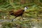 African jacana walking across river raising foot