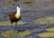 African Jacana walking on Lilly