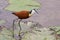 African jacana walking water lily searching insects