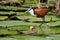 African jacana on water lilies