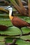 African jacana on water lilies