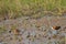 African jacanas Actophilornis africanus in a lagoon.