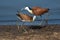 African Jacanas on the ground surrounded by a lake under the sunlight at daytime