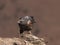 African Jackal Buzzard ona rock lowering its head and looking to the side