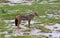 African Jackal stands on the ground