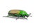 African Jewel Beetle (Chlorocala Africana)