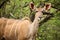 African Kudu Cow antelope in a South African wildlife reserve