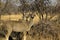 African Kudu Pair