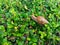 African land snail moves on the green leaves floor.