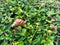 African land snail moves on the green leaves floor.