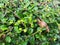 African land snail moves on the green leaves floor.