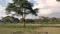 African Landscape Of Acacia Tree And Zebra Grazing In The Distance