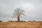 African landscape in Angola, single huge baobab